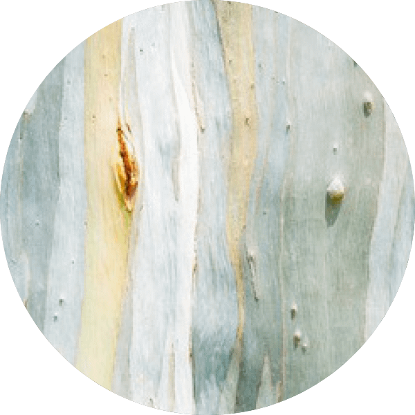 Eukalyptus Honig roh